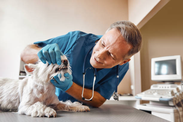 Best 24-Hour Emergency Dental Care in Wolf Lake, MI